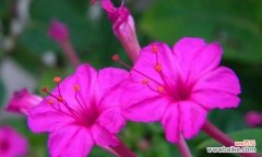 揭示紫茉莉的含义与象征，探究紫茉莉在生活中的应用 紫茉莉花语