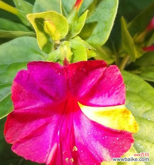 揭示紫茉莉的含义与象征,探究紫茉莉在生活中的应用 紫茉莉花语