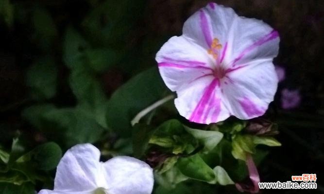 揭示紫茉莉的含义与象征,探究紫茉莉在生活中的应用 紫茉莉花语