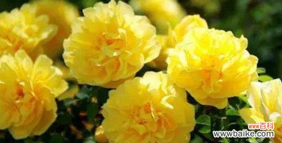 探寻黄玫瑰的美丽与深意 黄玫瑰的花语和象征意义