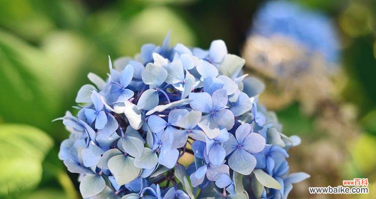 解读绣球花背后的深意，探寻它传递的情感信息 绣球花花语的象征与寓意