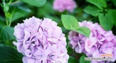 解读绣球花背后的深意，探寻它传递的情感信息 绣球花花语的象征与寓意