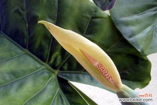 一朵小花的深刻寓意 滴水观音花语