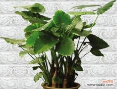 一朵小花的深刻寓意 滴水观音花语