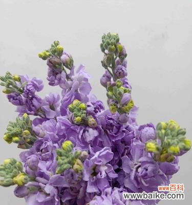 探寻紫罗兰神秘的象征意义,挖掘紫罗兰的神话传说 紫罗兰的花语与传说