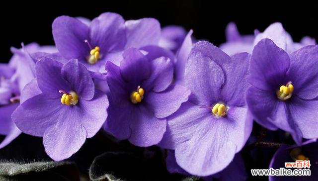 探寻紫罗兰神秘的象征意义,挖掘紫罗兰的神话传说 紫罗兰的花语与传说