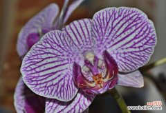 探寻紫罗兰神秘的象征意义，挖掘紫罗兰的神话传说 紫罗兰的花语与传说