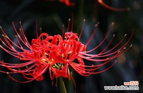 以花见人，一朵彼岸花的美丽传说 揭秘彼岸花的寓意与象征