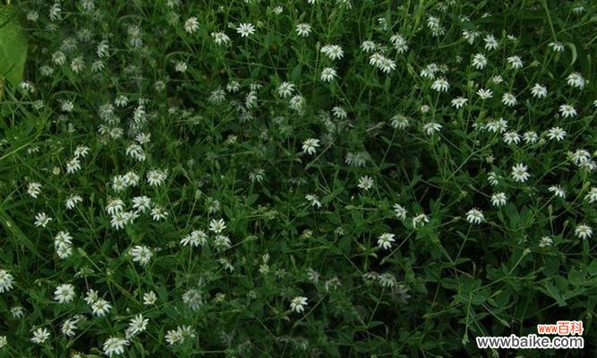 揭秘繁缕花的花语和传说 繁缕花生日花语雄辩