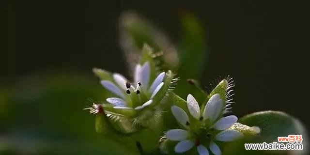 揭秘繁缕花的花语和传说 繁缕花生日花语雄辩