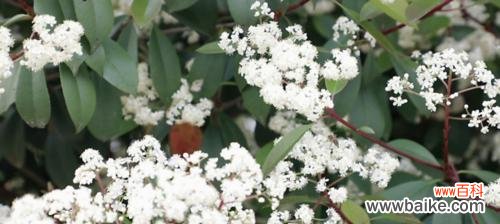 探寻石楠花的含义与象征 石楠花的花语