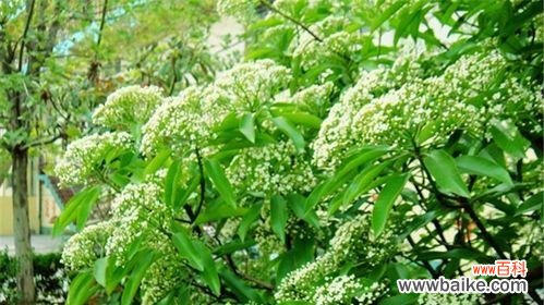 探寻石楠花的含义与象征 石楠花的花语