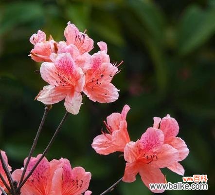 揭秘杜鹃花的八大花语,你真的懂吗? 花语浪漫——杜鹃花的花语