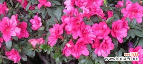 揭秘杜鹃花的八大花语,你真的懂吗? 花语浪漫——杜鹃花的花语