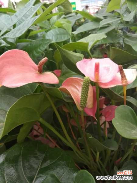 水培红掌叶子发黄怎么办