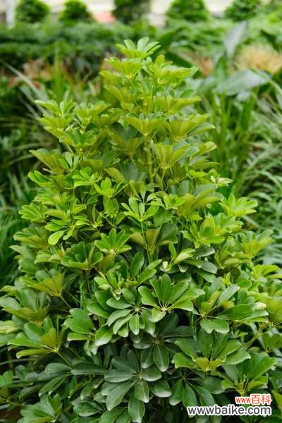 鸭脚木叶子发黄掉了是怎么回事