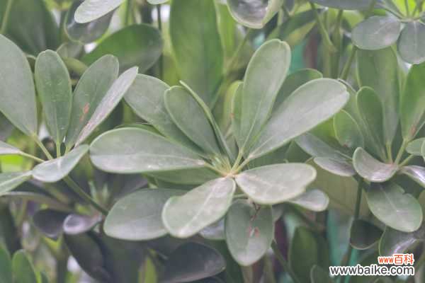 鸭脚木叶子发黄掉了是怎么回事