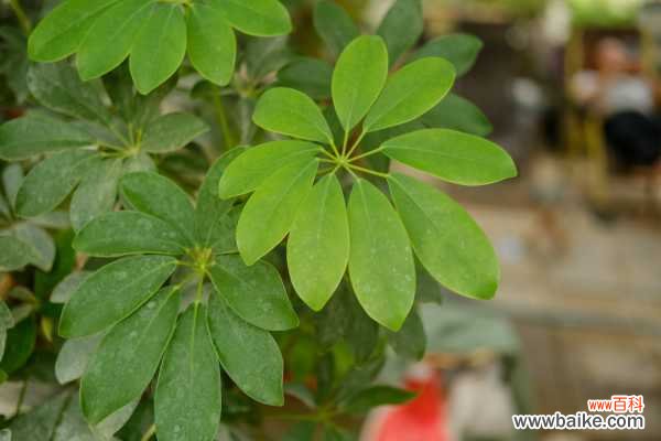 鸭脚木叶子发黄掉了是怎么回事