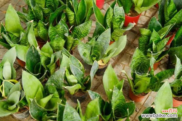 虎皮兰发黄变软原因