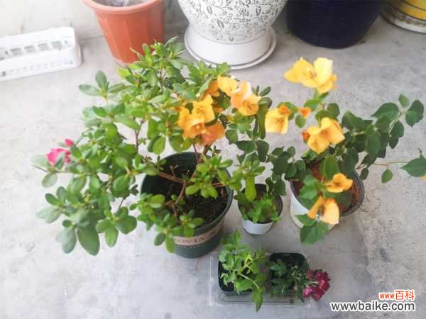 三角梅叶子发黄的原因及解决方法