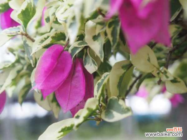 三角梅叶子发黄的原因及解决方法