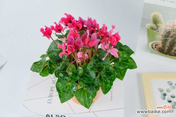 仙客来卷曲发黄如何防治