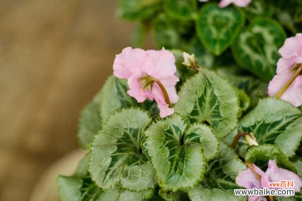 仙客来卷曲发黄如何防治