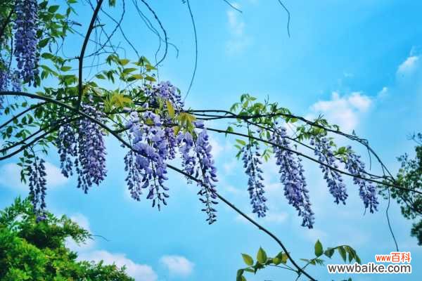 紫藤叶子变黄脱落怎么办