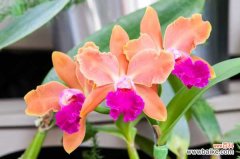 卡特兰叶子变黄是怎么回事