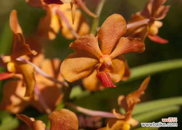 万代兰叶子黄了怎么办