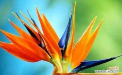 揭示天堂鸟花语的深刻含义 天堂鸟的花语