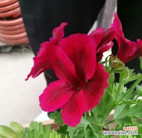 探寻天竺葵所传达的情感和象征 天竺葵的花语与寓意