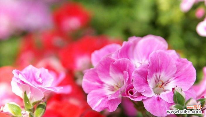 探寻天竺葵所传达的情感和象征 天竺葵的花语与寓意