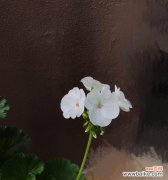 天竺葵花语的含义及其在生活中的应用 天竺葵花语