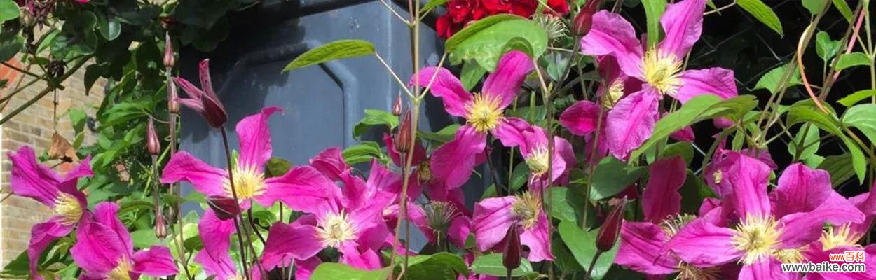 揭示铁线莲的花语 铁线莲的花语与其象征意义