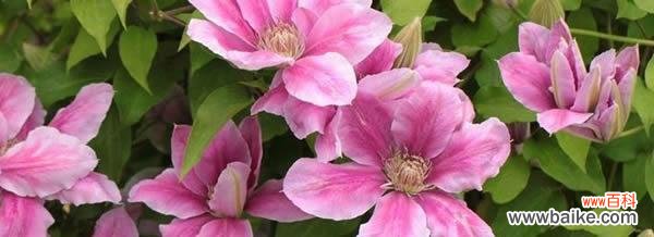 揭示铁线莲的花语 铁线莲的花语与其象征意义