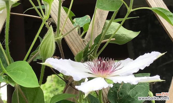 揭示铁线莲的花语 铁线莲的花语与其象征意义