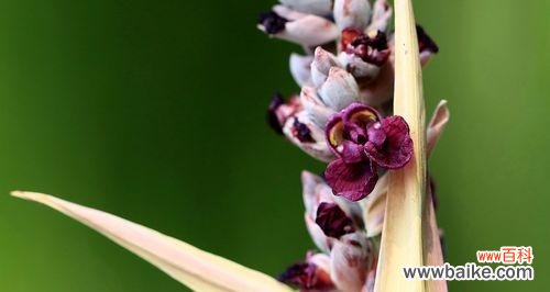 探索以挺水植物的适应机制与生态价值 深入了解以挺水植物