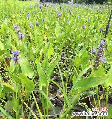 探索以挺水植物的适应机制与生态价值 深入了解以挺水植物