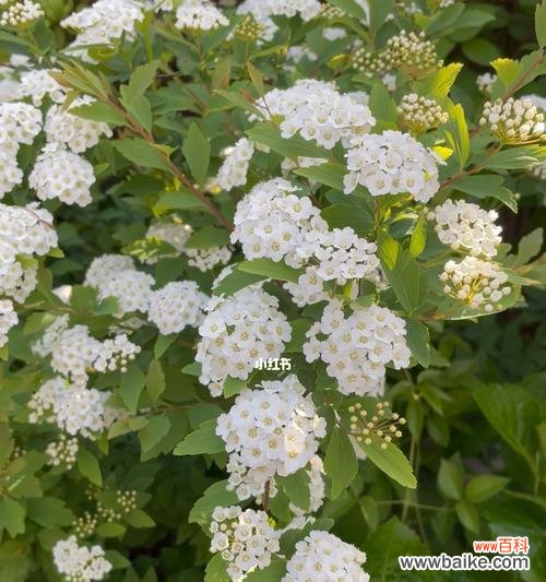 探索线叶绣线菊花语的深层含义与美学价值 线叶绣线菊花语的寓意与魅力