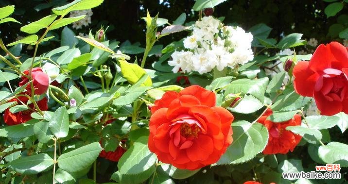 探索五色草花语的世界 五色草花语