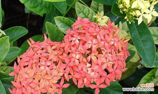 探索五色草花语的世界 五色草花语