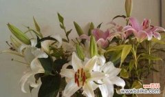 以香水百合的花语揭示情感与美好 芳香浓郁的百合花语