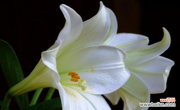 以香水百合的花语揭示情感与美好 芳香浓郁的百合花语