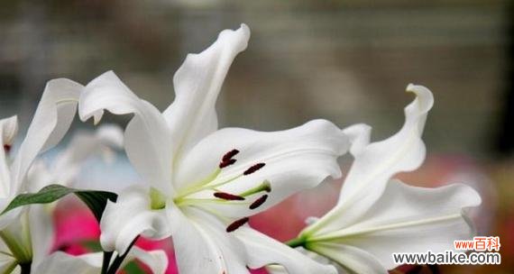 以香水百合的花语揭示情感与美好 芳香浓郁的百合花语