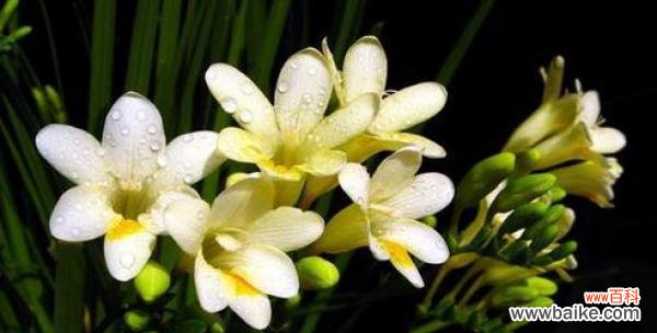 探寻小苍兰的花语与传达的寓意 小苍兰的花语及其象征意义