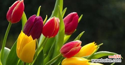 探寻小苍兰的花语与传达的寓意 小苍兰的花语及其象征意义