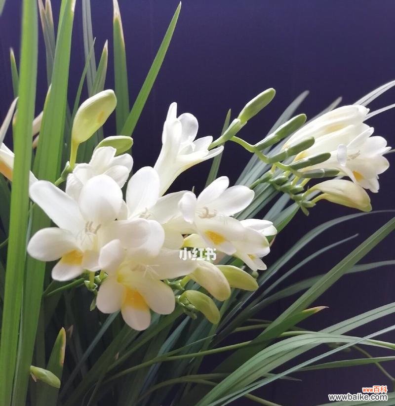 探寻小苍兰的花语与传达的寓意 小苍兰的花语及其象征意义