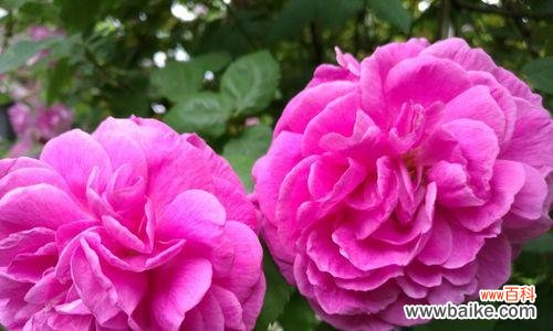 深情不语 香水月季花语