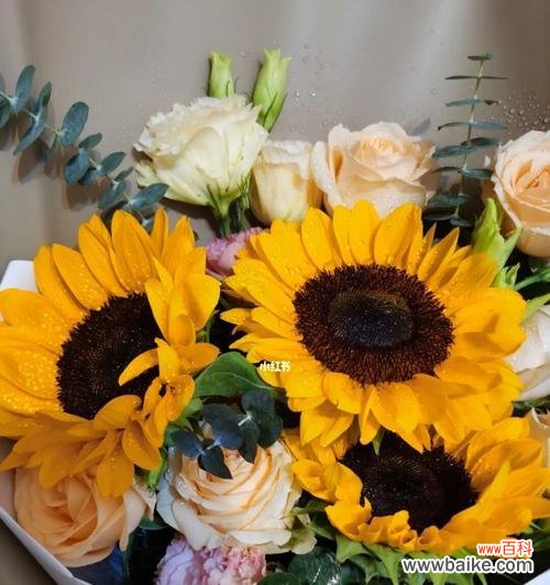 向日葵的花语及象征意义解析 向日葵的花语